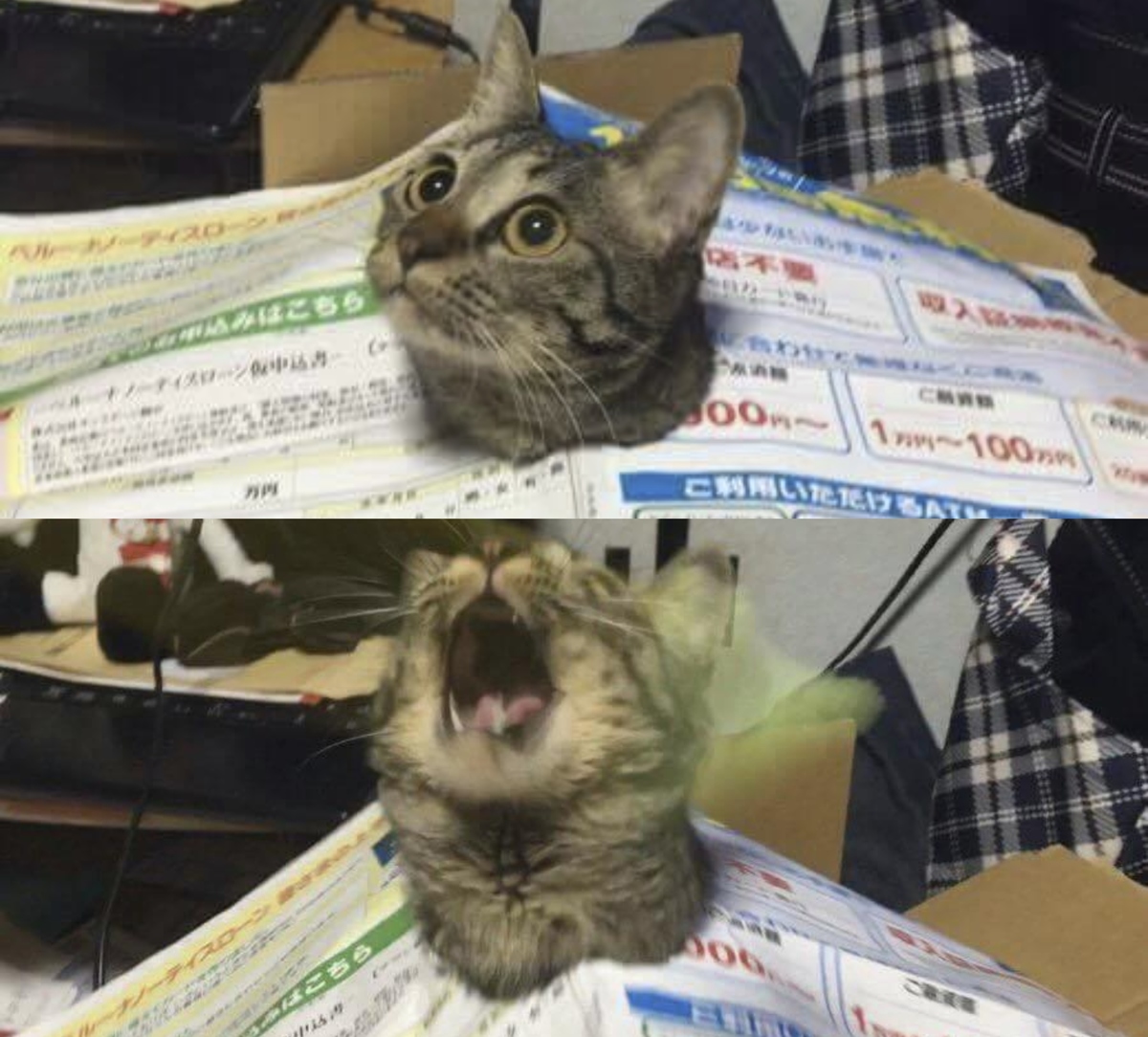 dramatic cat stuck in paper
