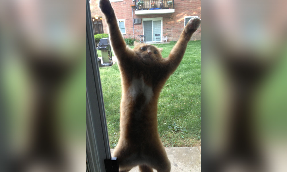 dramatic cat stuck on screen door
