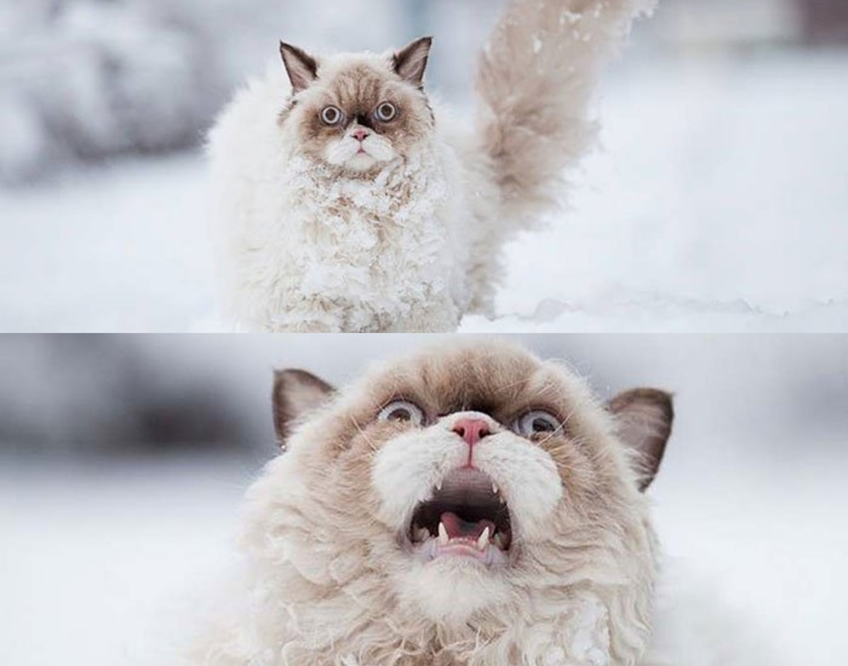 dramatic cat in the snow