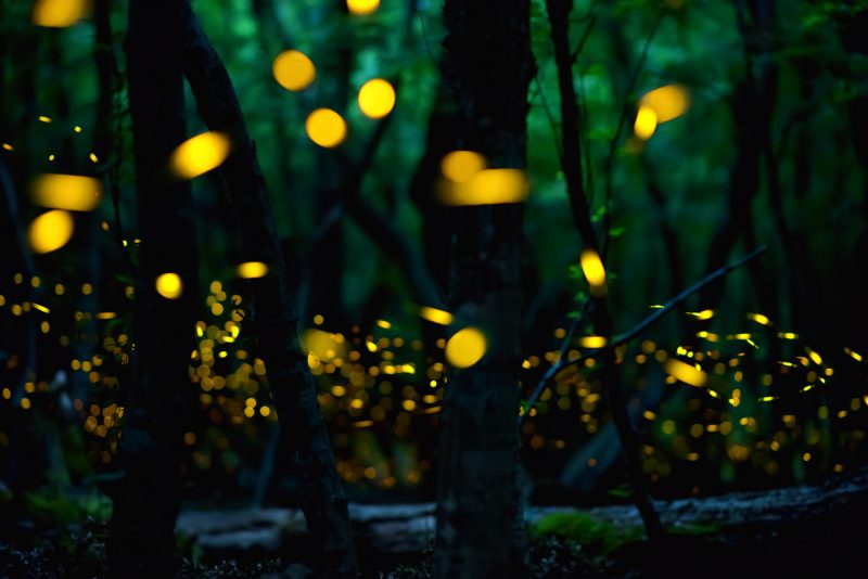 The male fireflies synchronize their lights in the Great Smoky Mountains to attract female fireflies