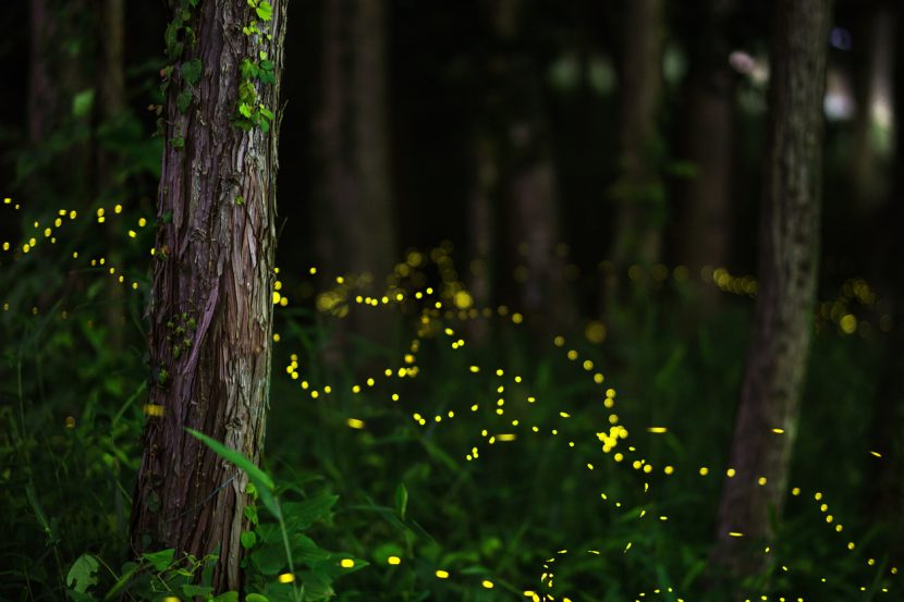 Fireflies On Their Way to Light Up the Great Smoky Mountains Again This Year