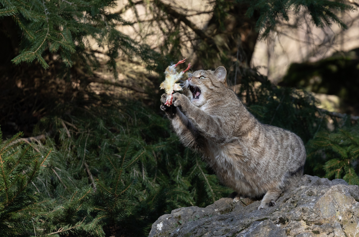 Feral Cats in Australia – Predatory Practices Threaten a Predator
