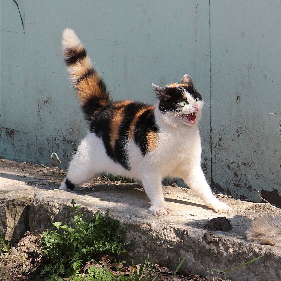 dramatic cat ready to fight