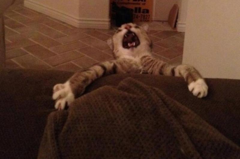 dramatic cat falling off couch
