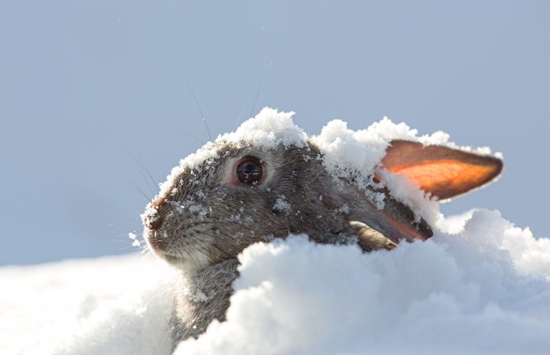 In general, animals such as rabbits and squirrels can be easily tracked by tracks in the snow