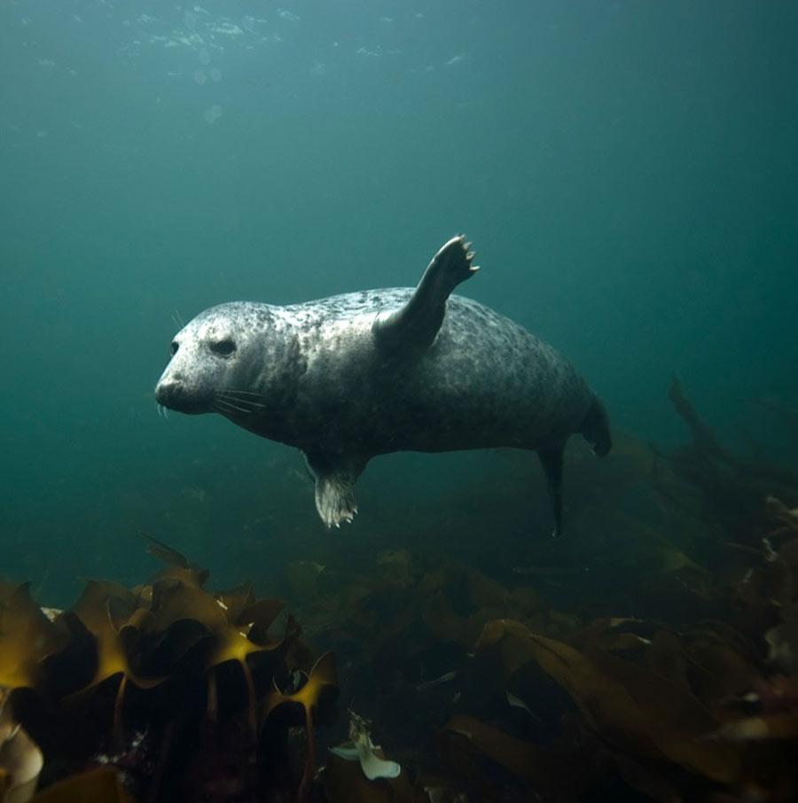 scuba-seal-encounter-11-39761