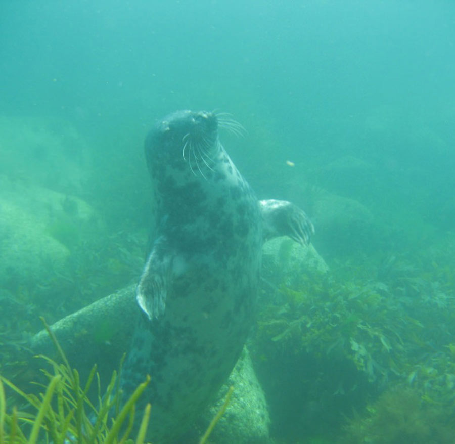scuba-seal-encounter-4-14646