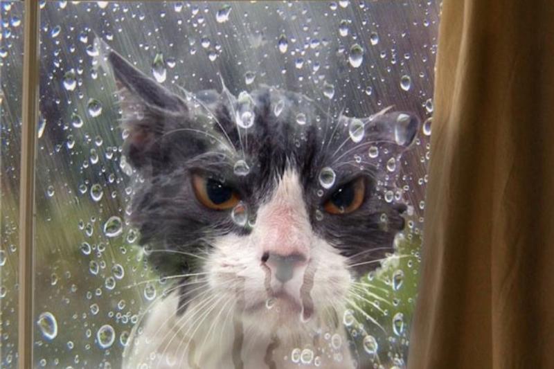 dramatic cat locked out in rain