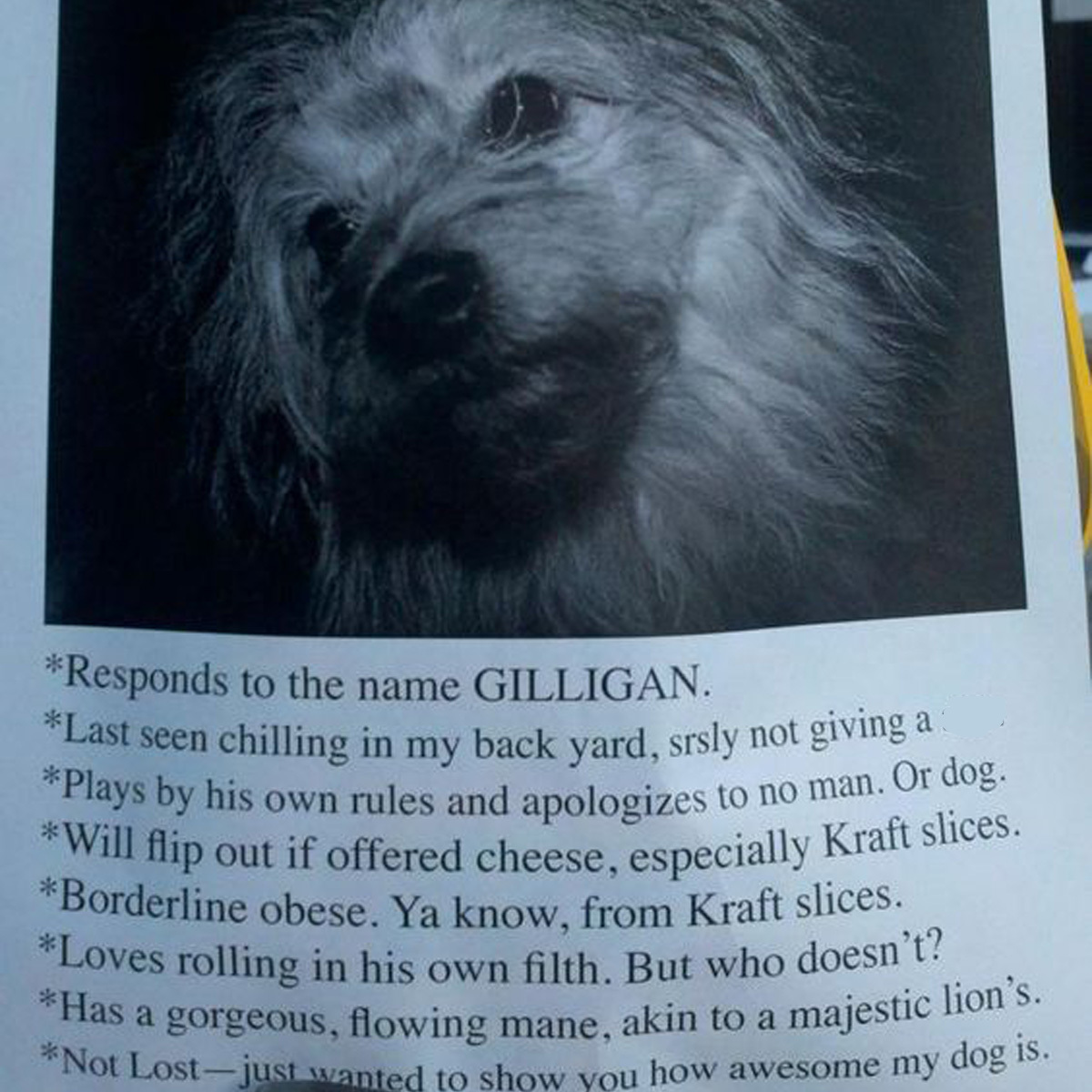 look at this dog that really isn't lost 