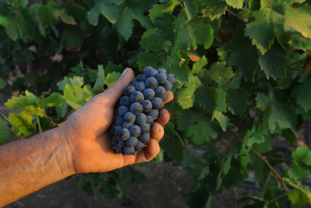 Red Grapes 