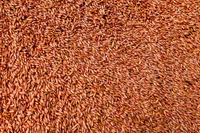 Barley 