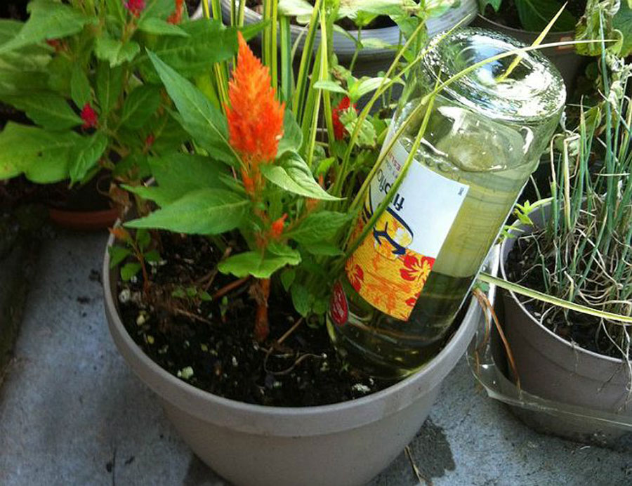 Wine_Bottle_To_Water_Plants