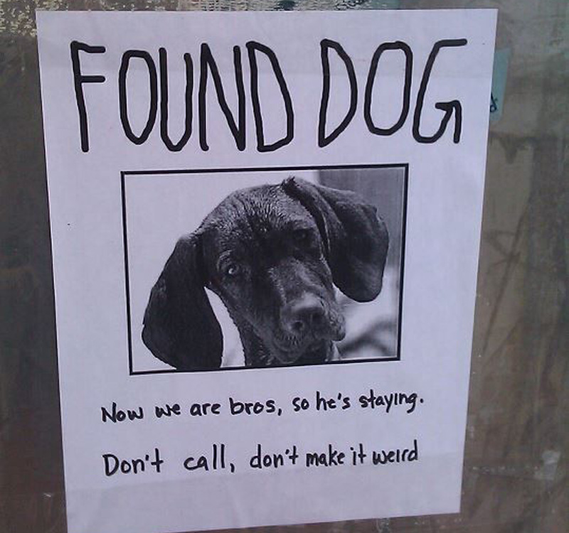 found dog is now friends with finder 