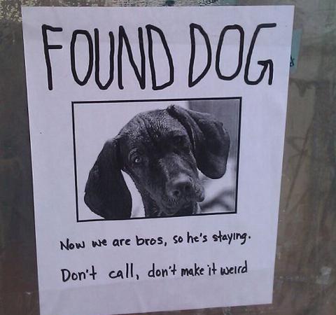 found dog is now friends with finder 