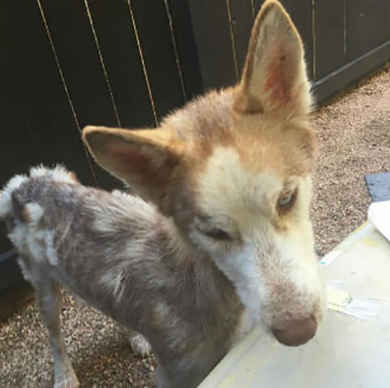 wulfgar-the-dog-1-76298