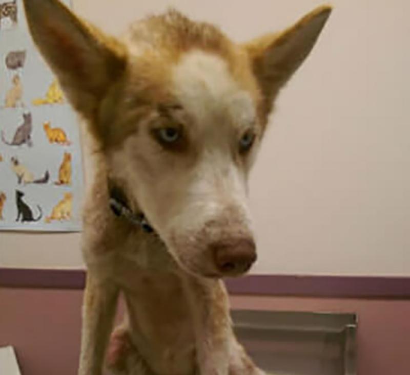 wulfgar-the-dog-2-13864