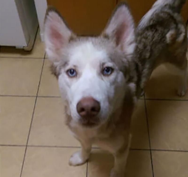 wulfgar-the-dog-3-17185