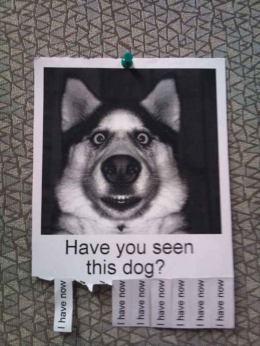 husky dog poster