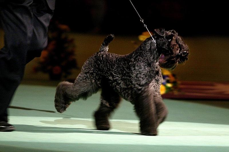 GettyImages-1777929-82070-84991 kerry blue terrier running at dog show