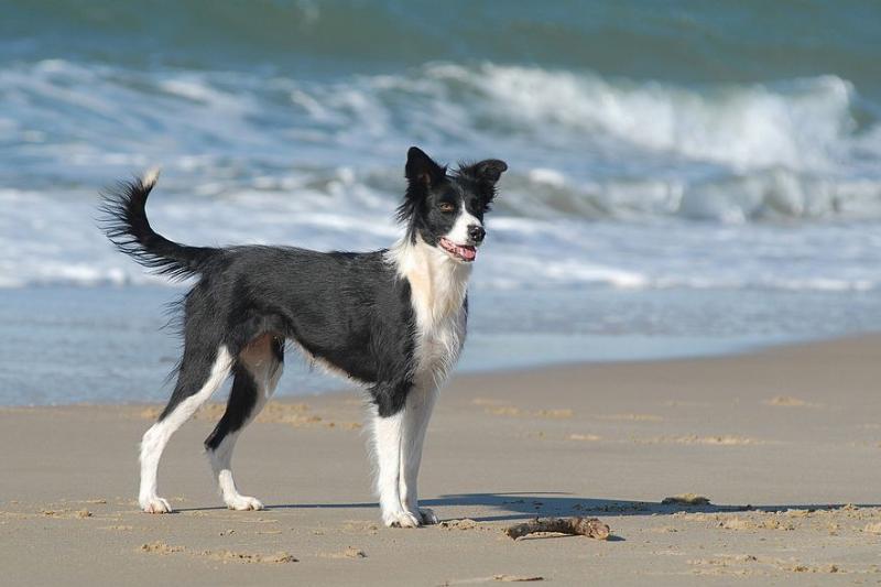 GettyImages-506007211-29216-82087 border collie on a beach wants to run