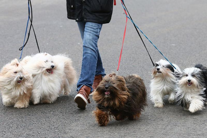 GettyImages-514605234-99799-28566 havanese dogs