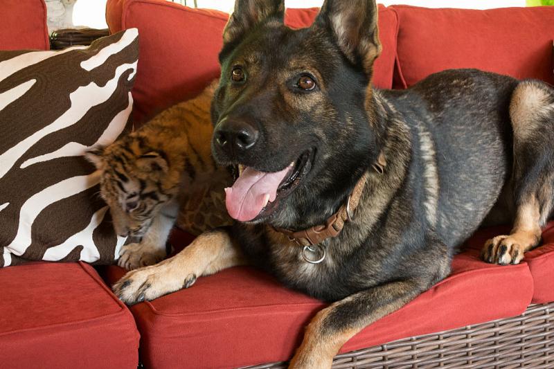 GettyImages-520575042-63866-93411 dog and tiger cub