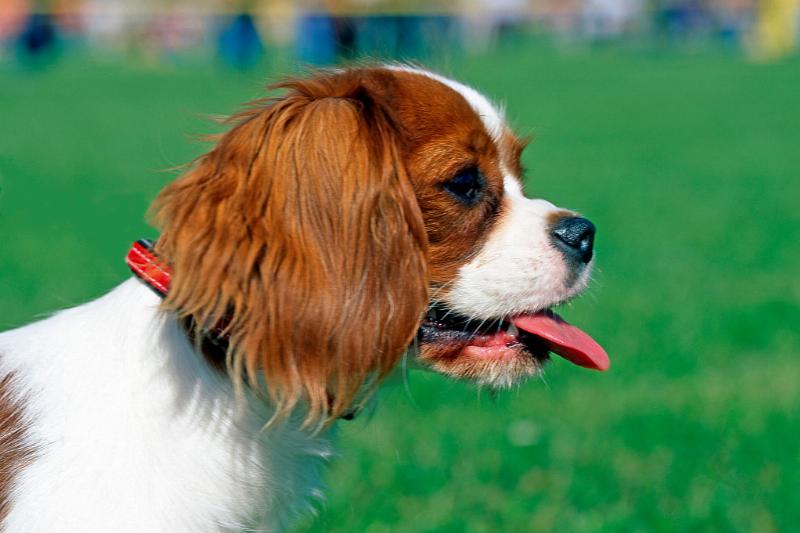 GettyImages-645721245-14526-99816 king charles spanial