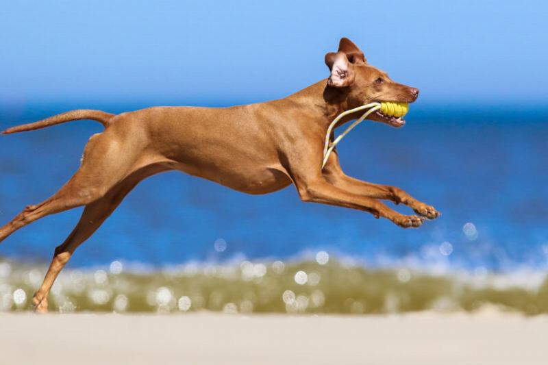 GettyImages-977359294-87300-94819 vizslas breed quite sporting