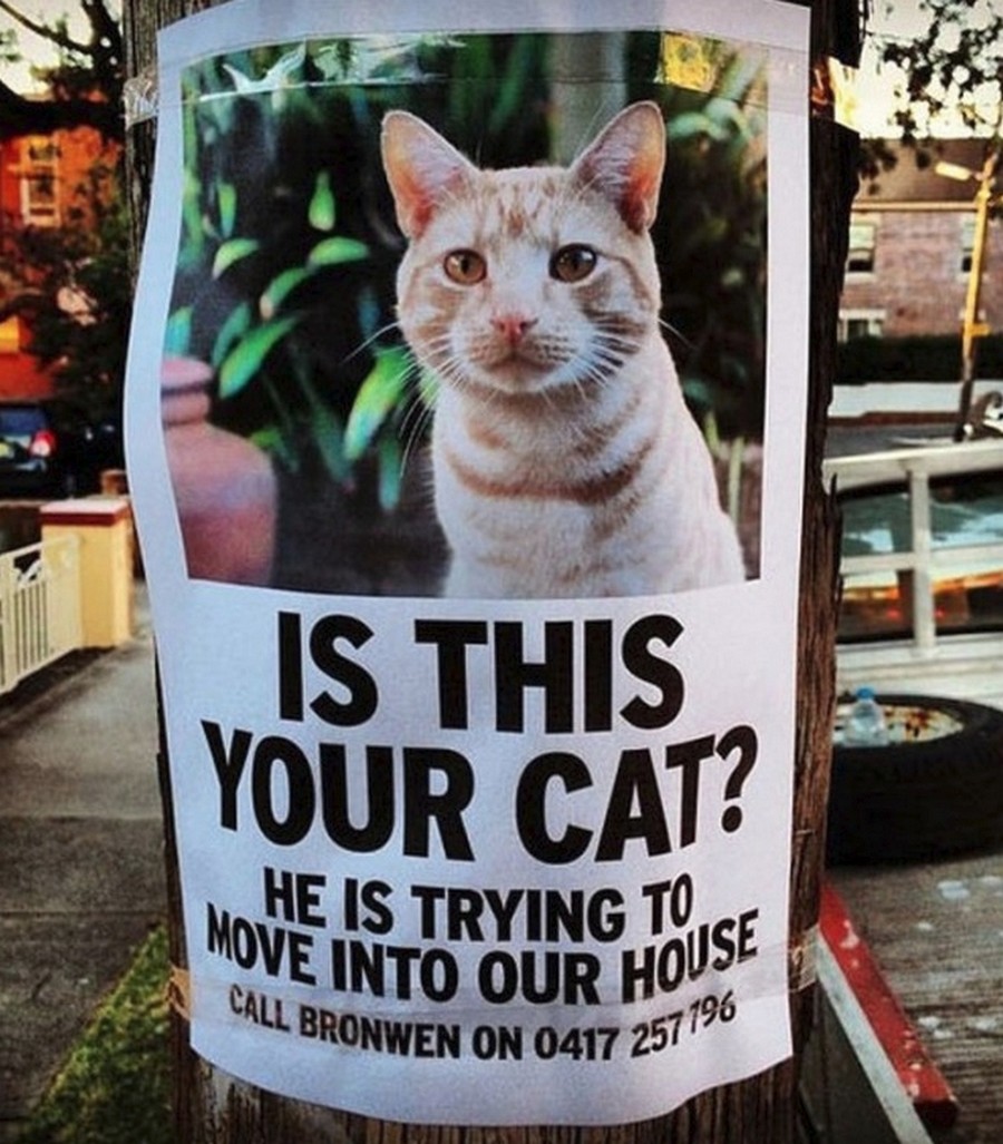 poster says cat is trying to move into a stranger's home