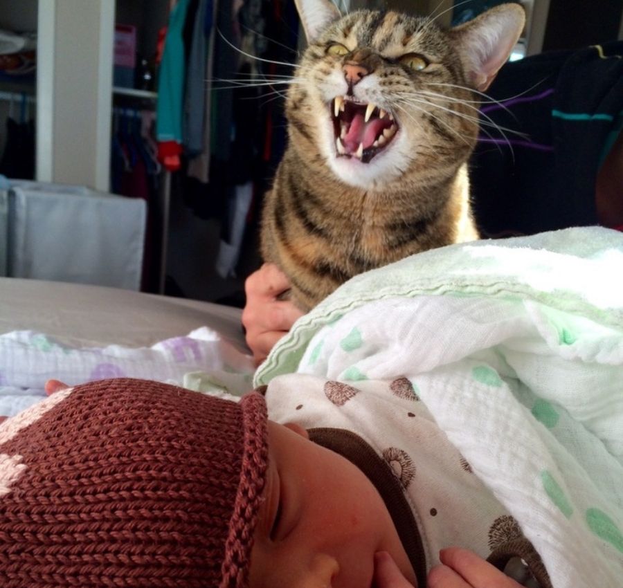 cat hissing at newborn baby