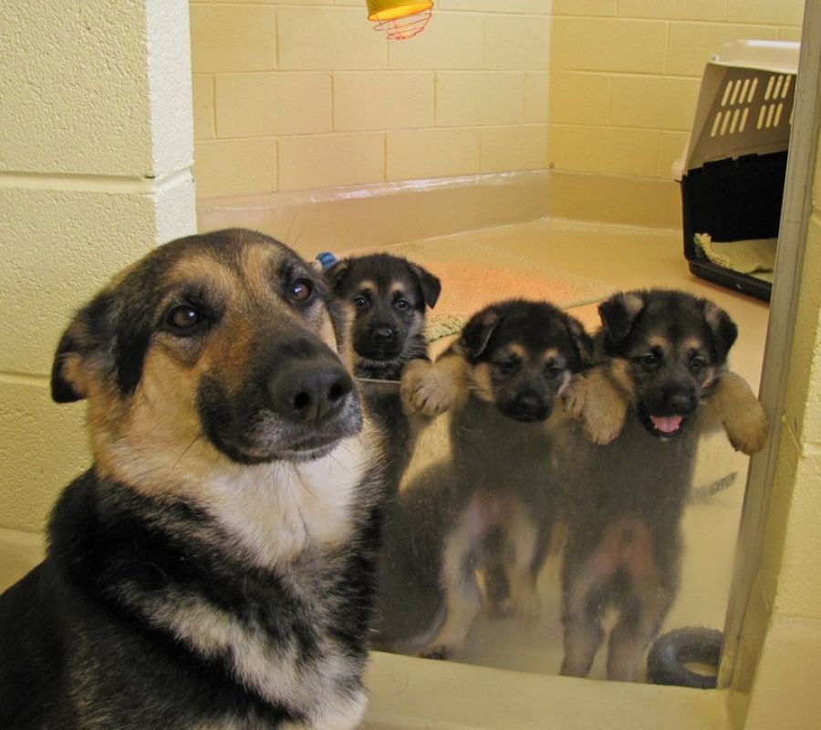 babies outside plexiglass barrier