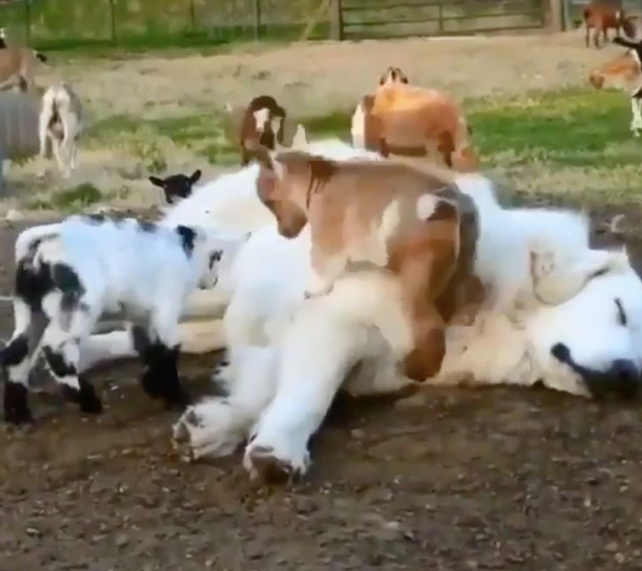 goats jumping on dog and it sleeps
