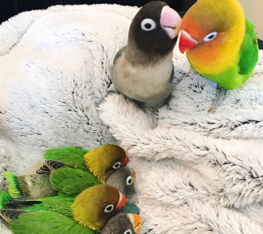 mom and dad birds pastel goth
