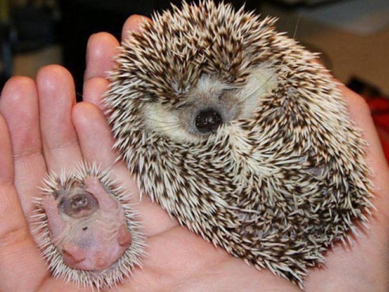 porcupine and baby sleeping