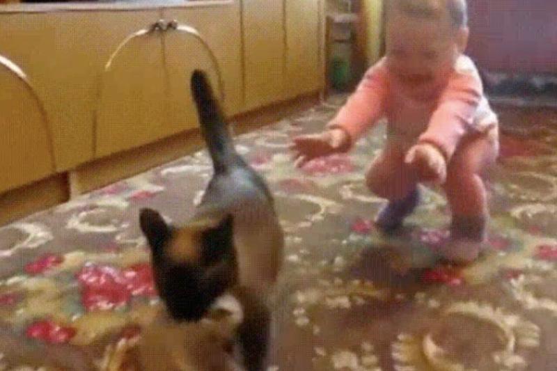 cat takes kitten away from toddler