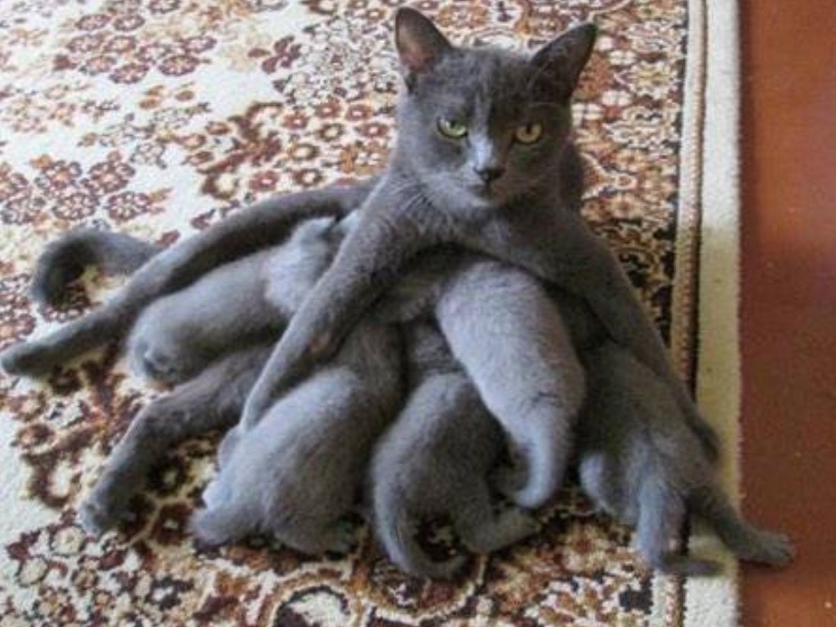 cat nursing so many kittens they make her look wild