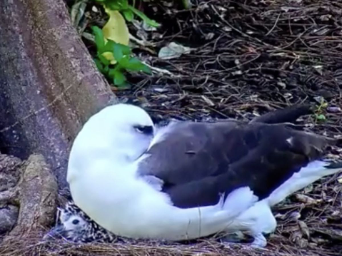 bird falling asleep on other bird 