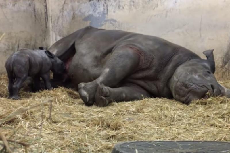 baby rhino nursing from sleeping mom
