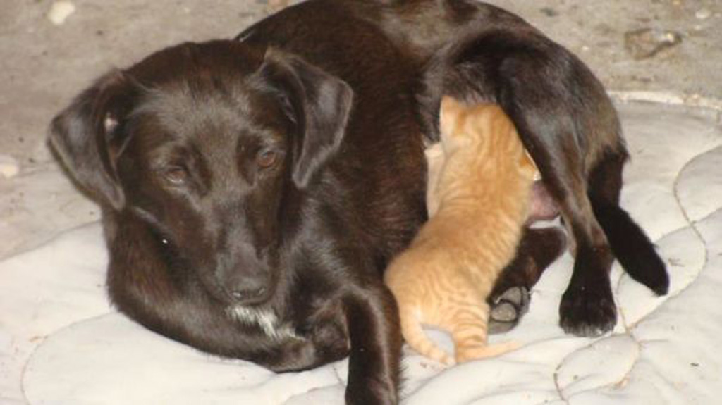 Kitten with dog 