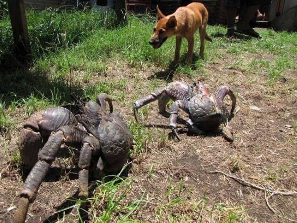 Coconut Crabs vs. Doggo