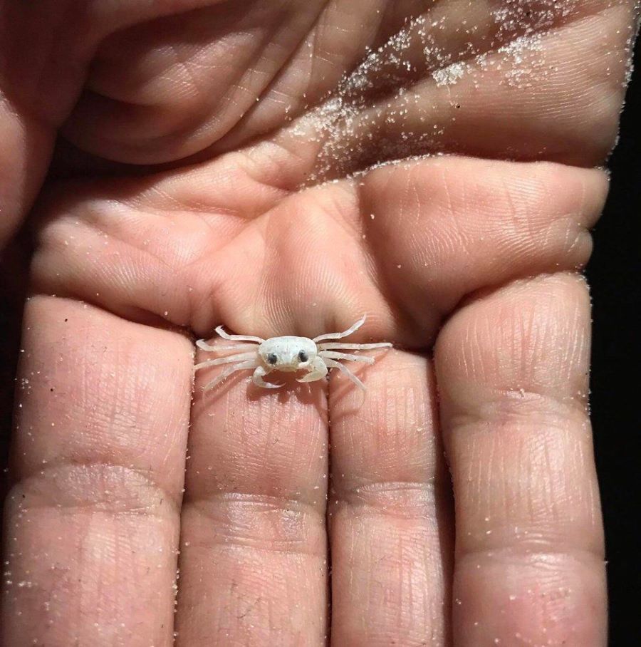 Just a baby ghost crab to brighten your day