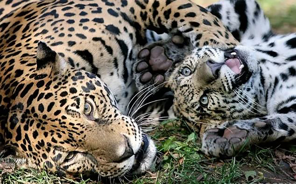 Cub keeping its mother up 