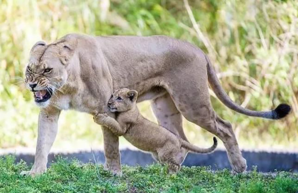 Angry lioness and her cub 