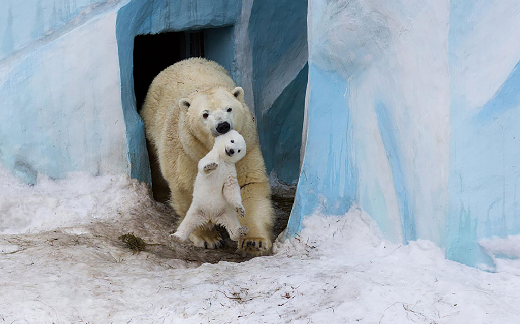 Polar bear with baby in its mouth 