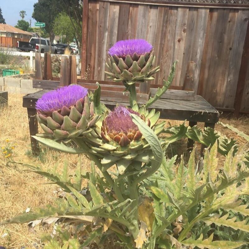 artichokes grow into flowesr