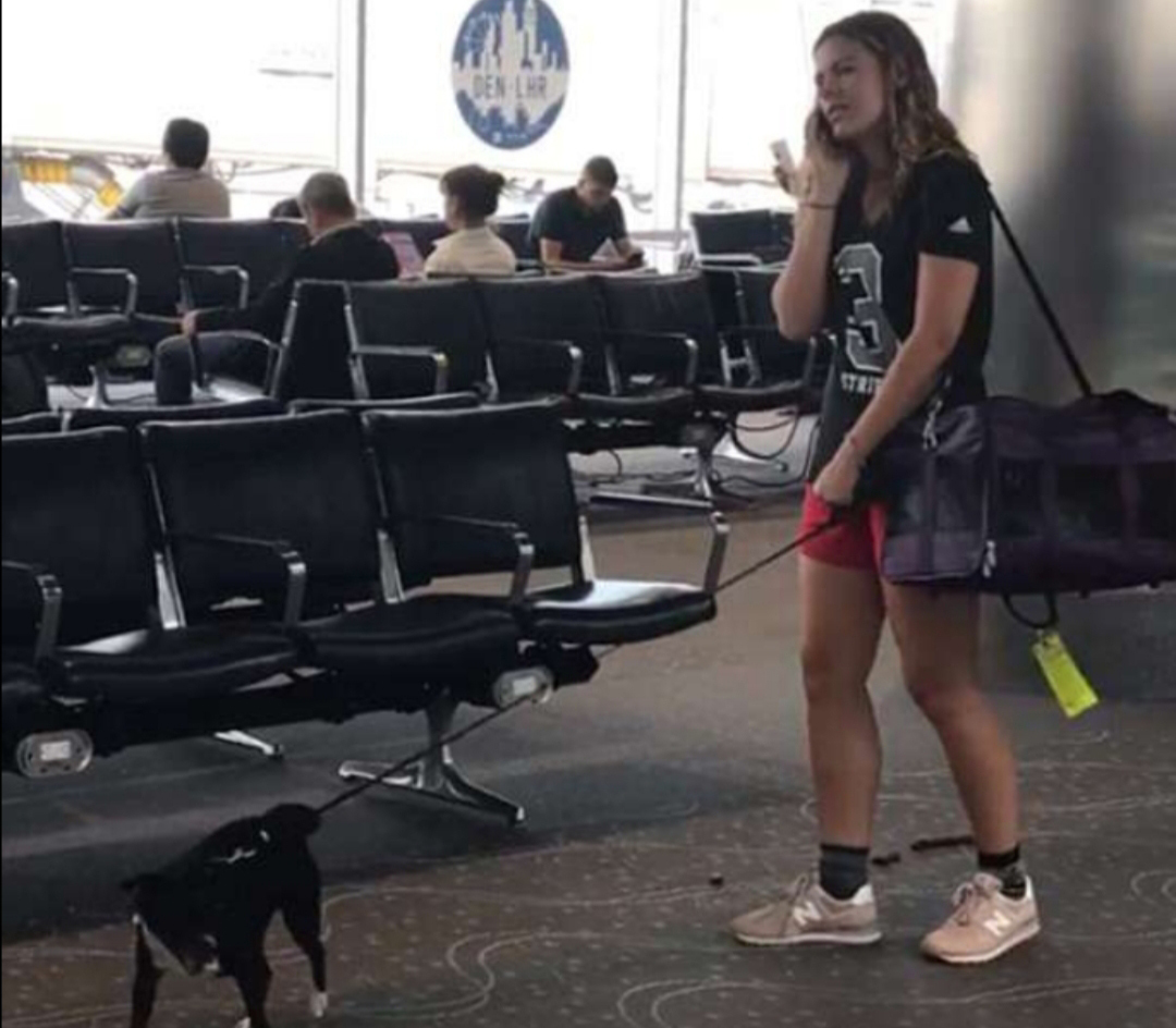 dog-poos-right-in-airport-36897