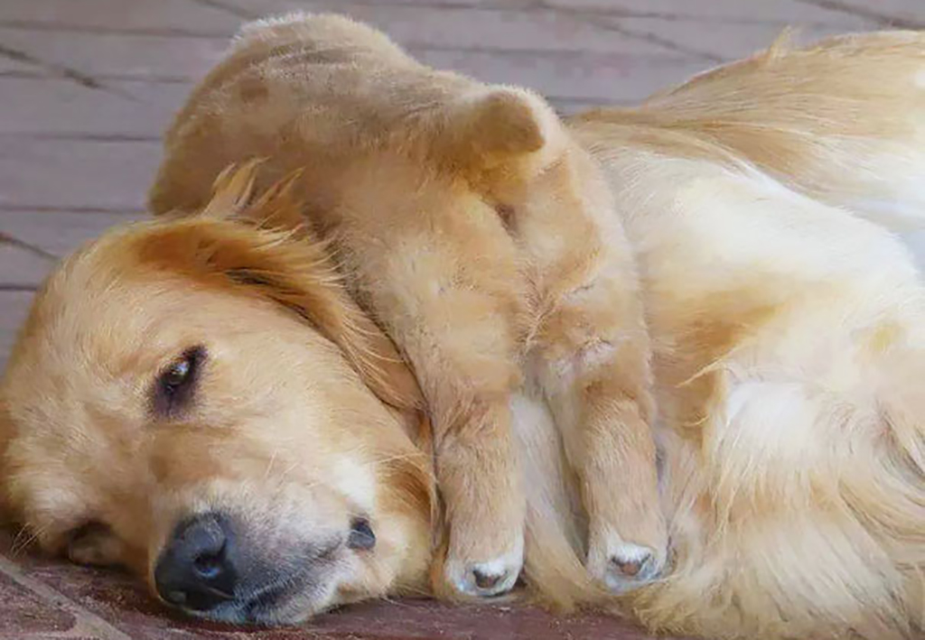 Puppy sleeping on parent's neck 