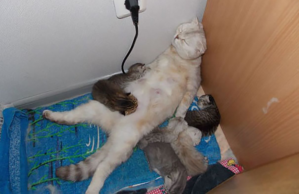 Cat sleeping in funny position 