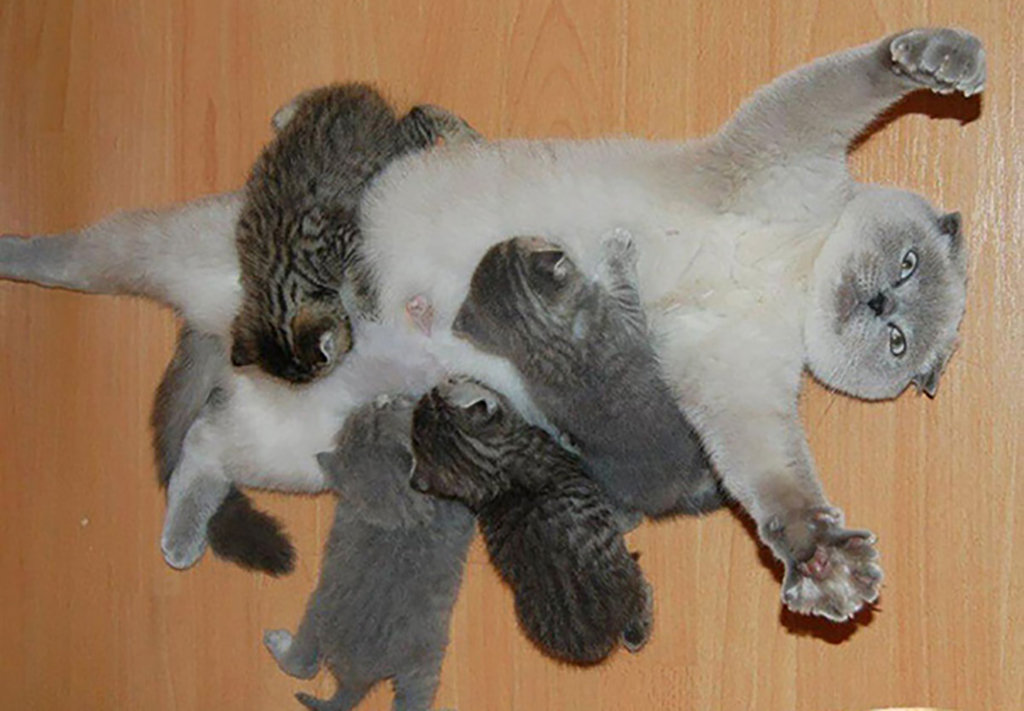 Mother cat laying on its back while kittens feed 