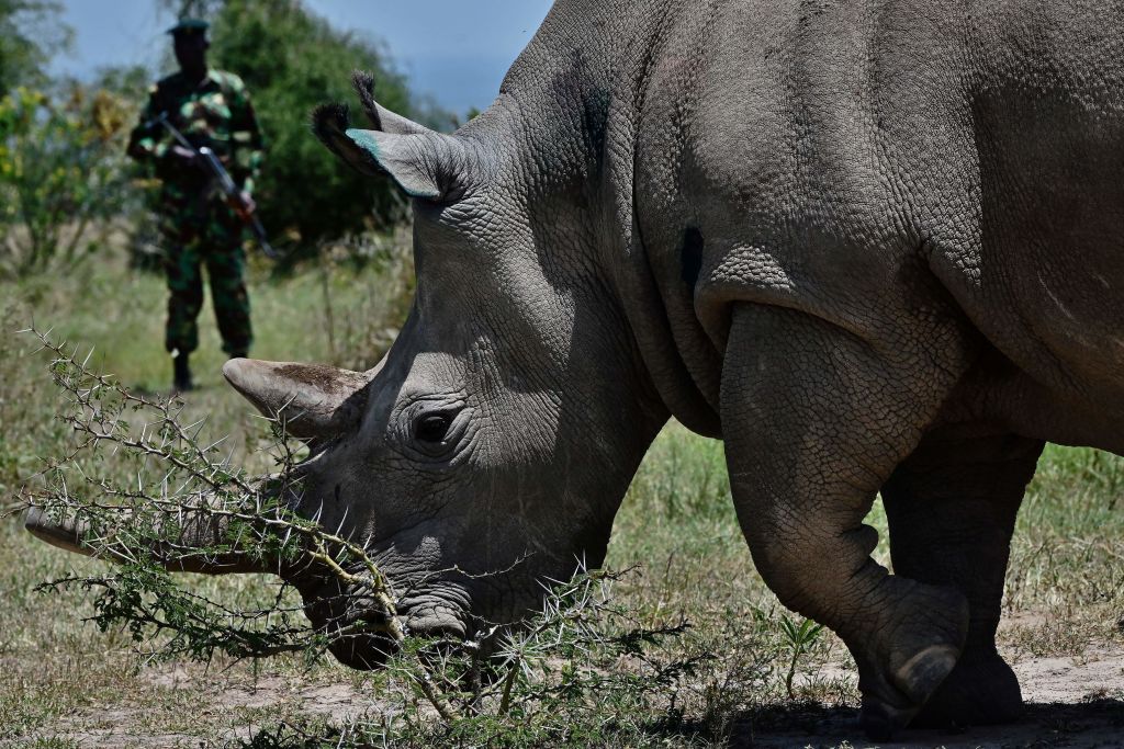 A Fatu, 19, grazes with her mother Najin (unseen), 30, two female northern white rhinos, the last two northern white rhinos left on the planet.  (Photo credit TONY KARUMBA/AFP/Getty Images)